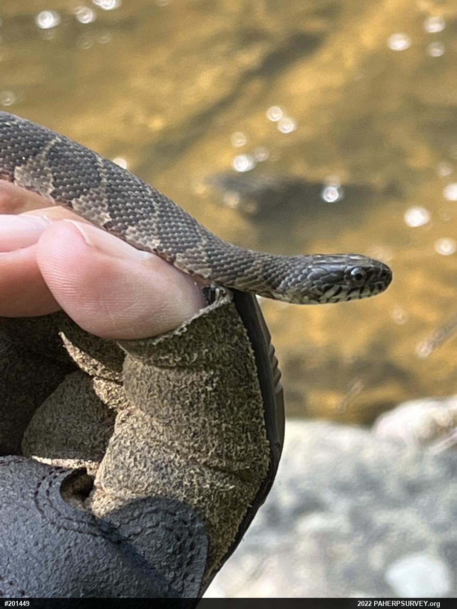 Northern Watersnake