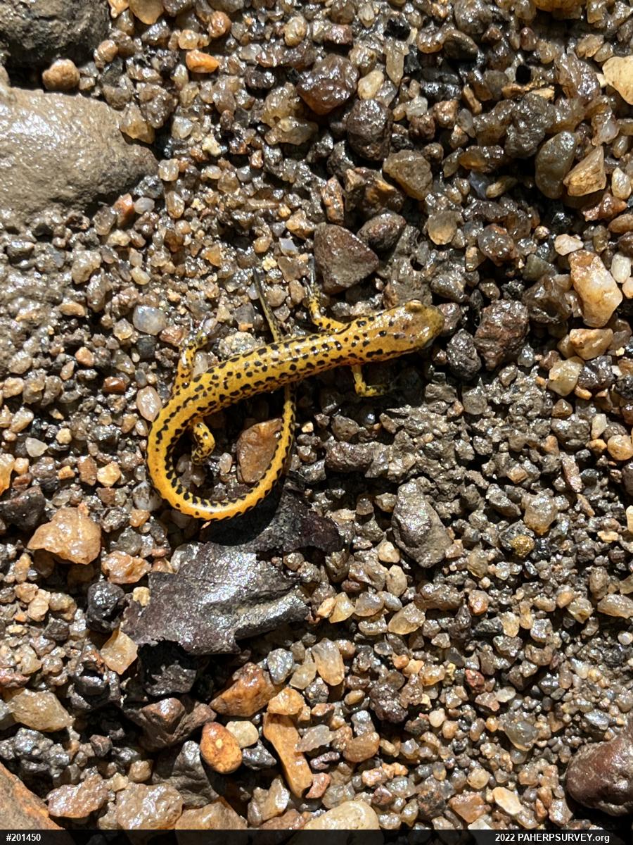 Eastern Long-tailed Salamander