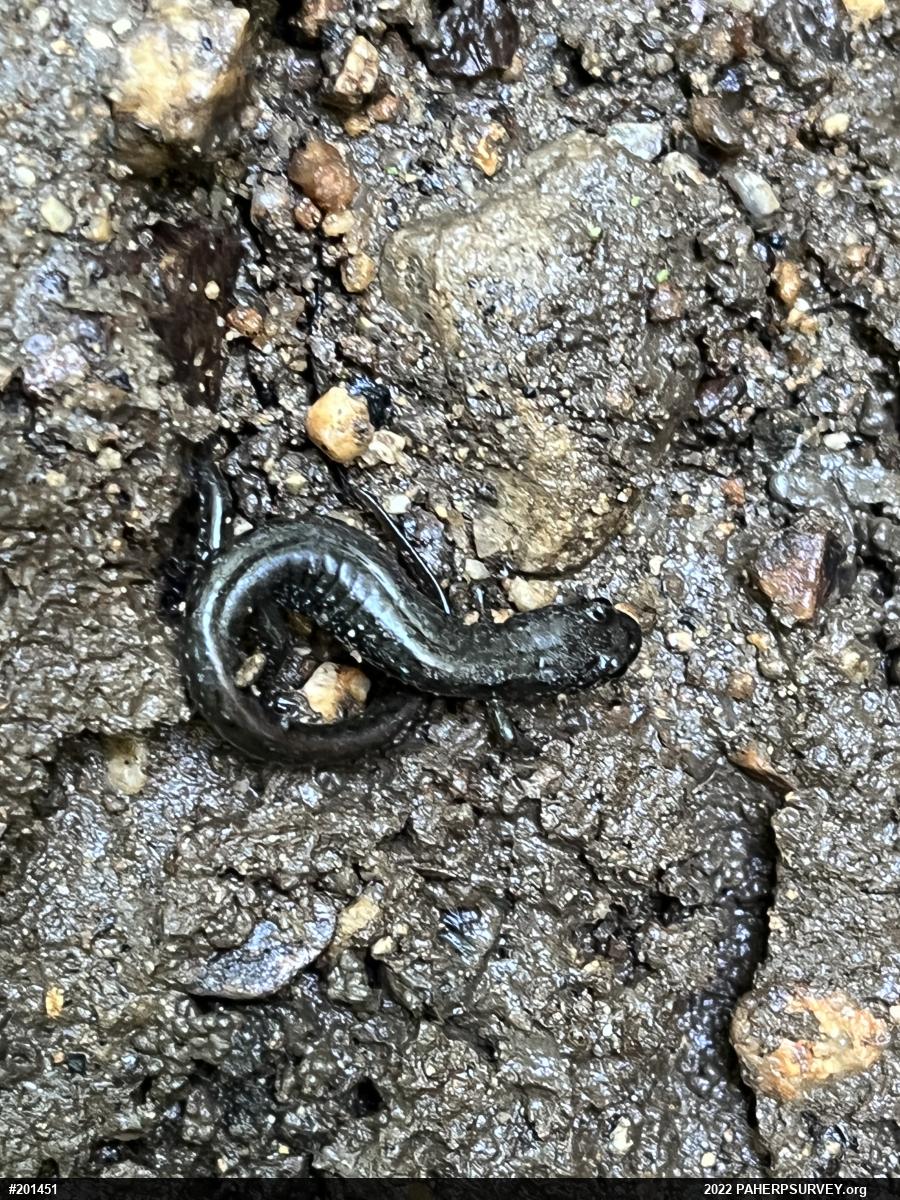 Northern Dusky Salamander