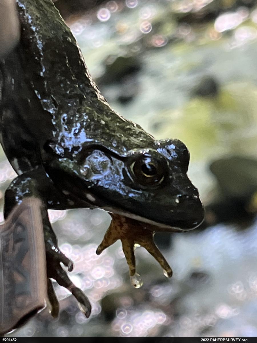 American Bullfrog