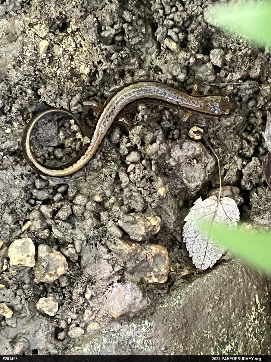 Northern Two-lined Salamander