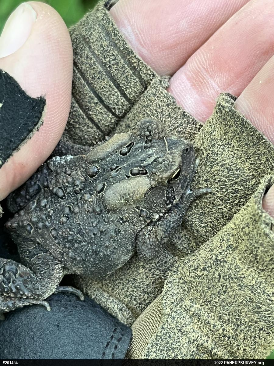 Eastern American Toad