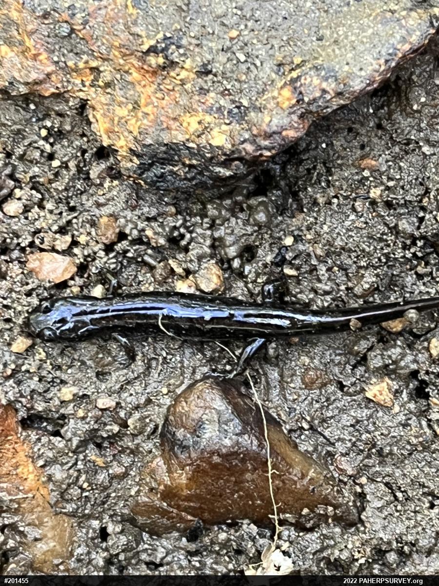 Northern Dusky Salamander