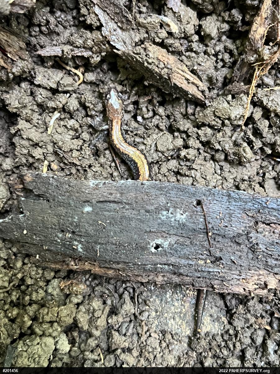 Eastern Red-backed  Salamander