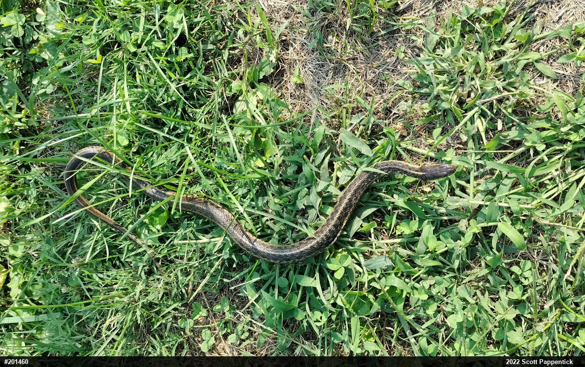 Eastern Gartersnake