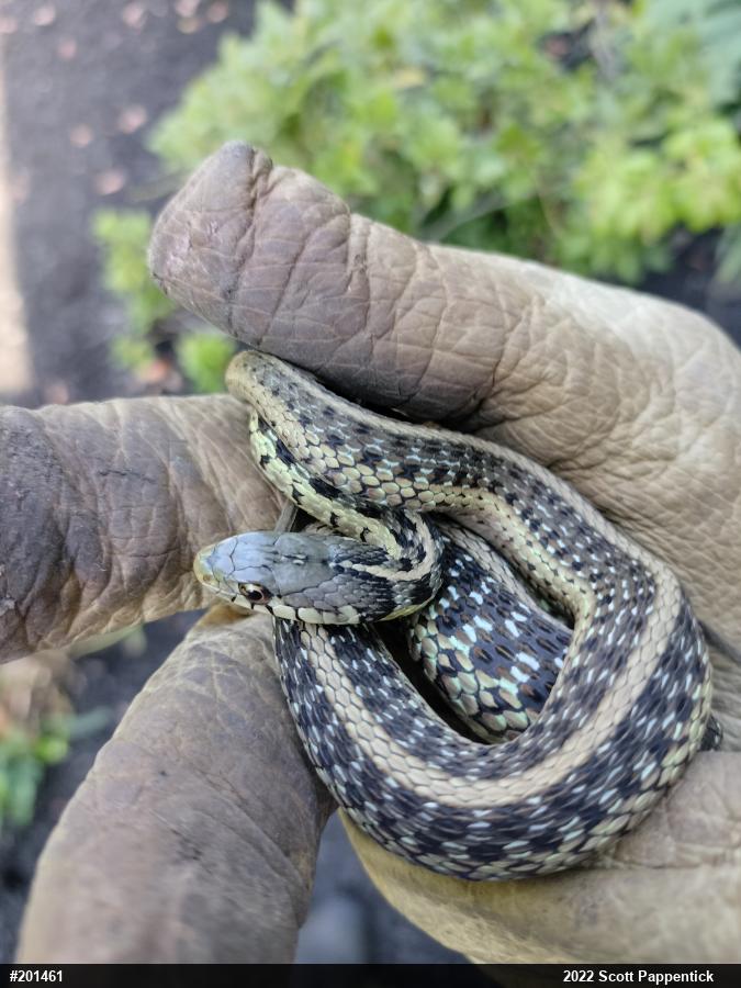 Eastern Gartersnake