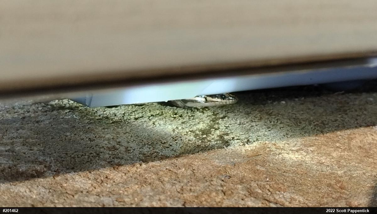 Common Five-lined Skink