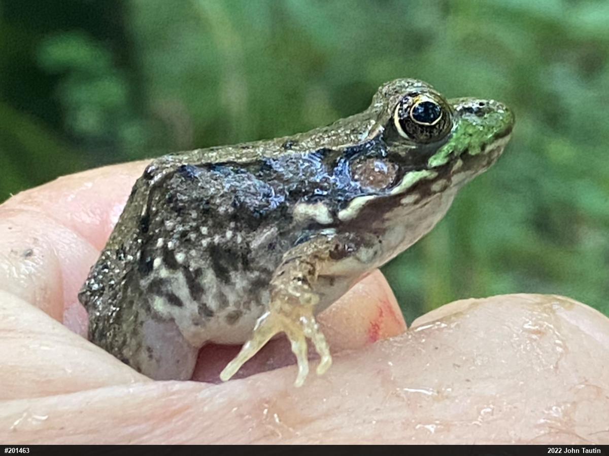 Green Frog