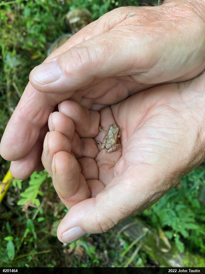 Spring Peeper
