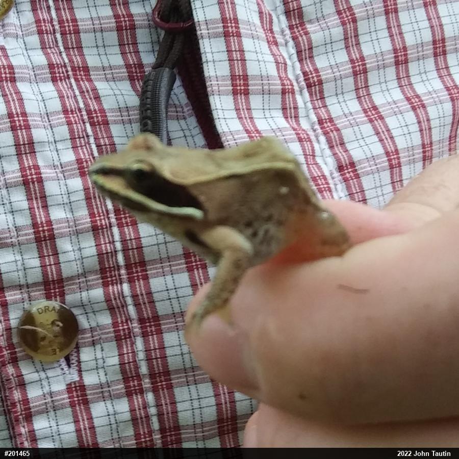 Wood Frog