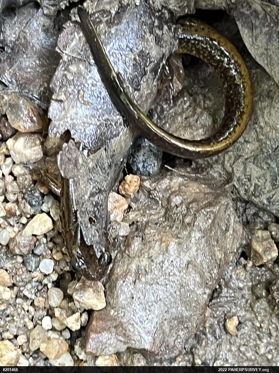 Northern Two-lined Salamander
