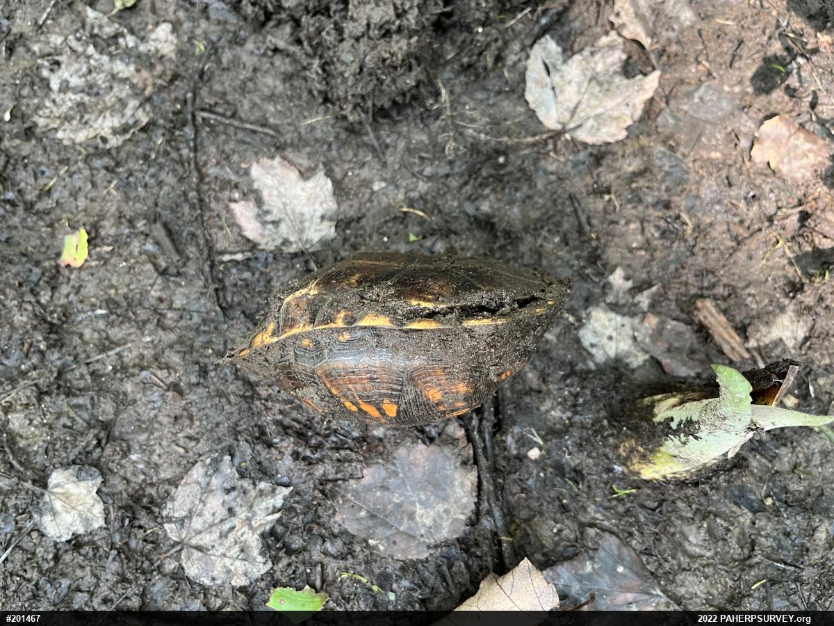 Eastern Box Turtle