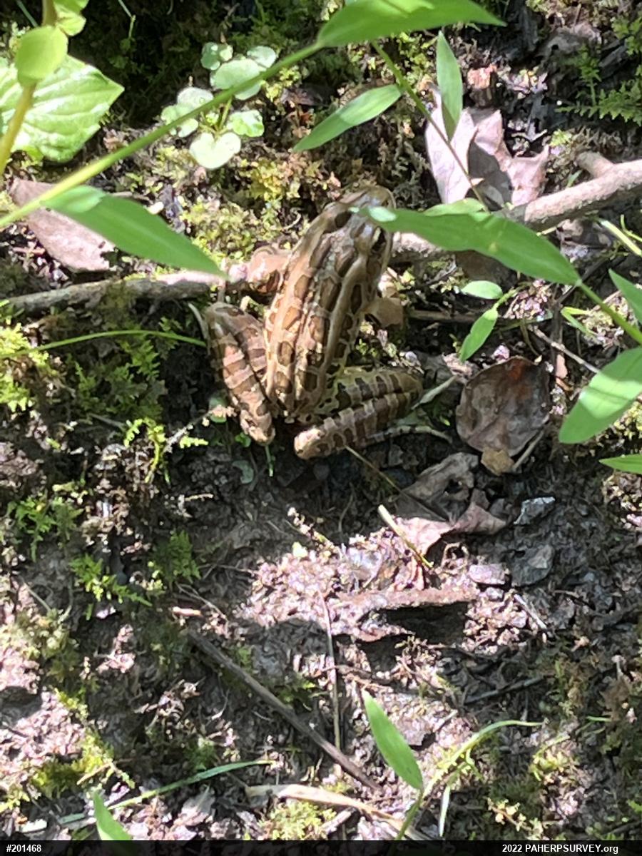 Pickerel Frog
