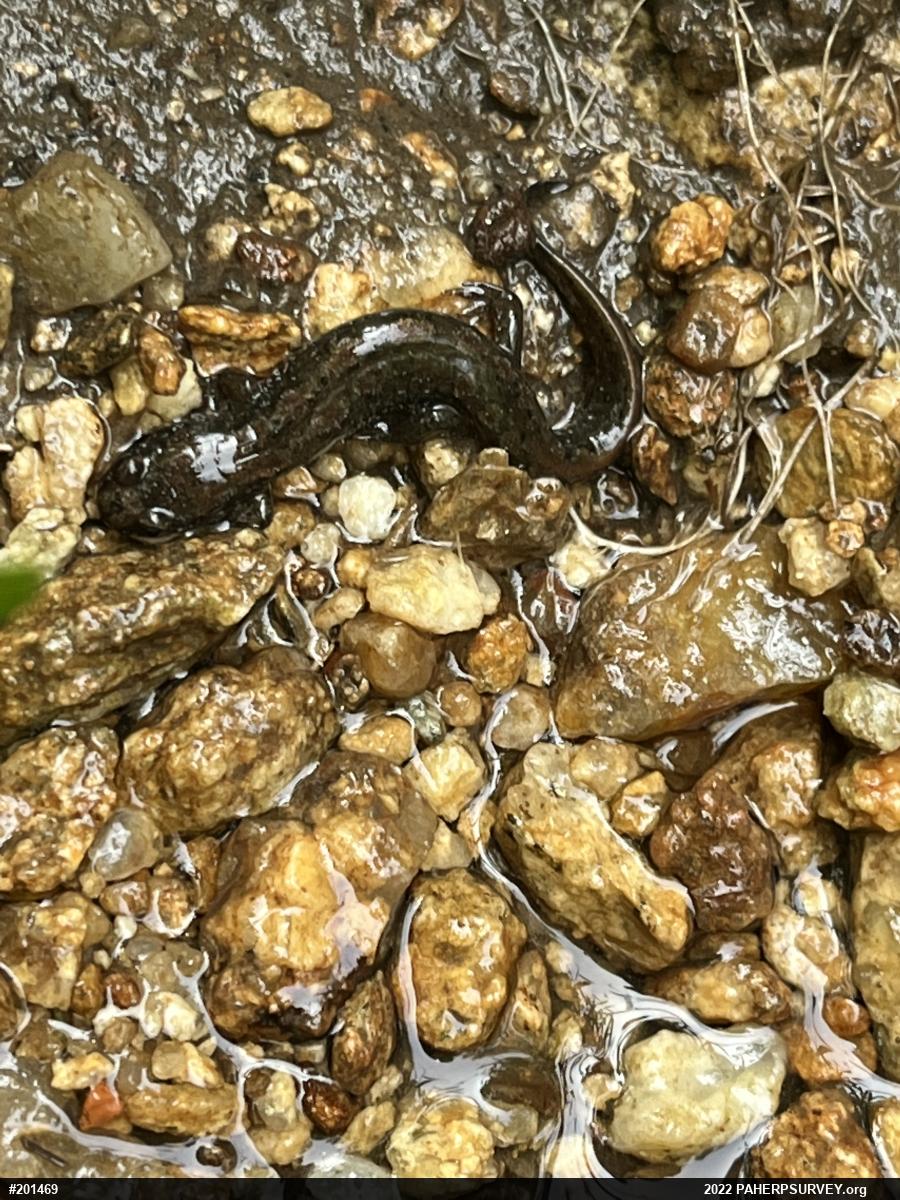 Northern Dusky Salamander