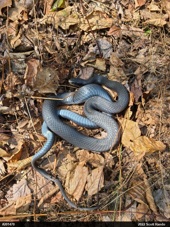 Northern Black Racer