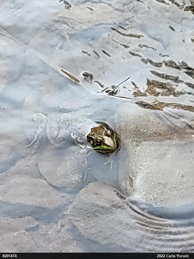 Green Frog