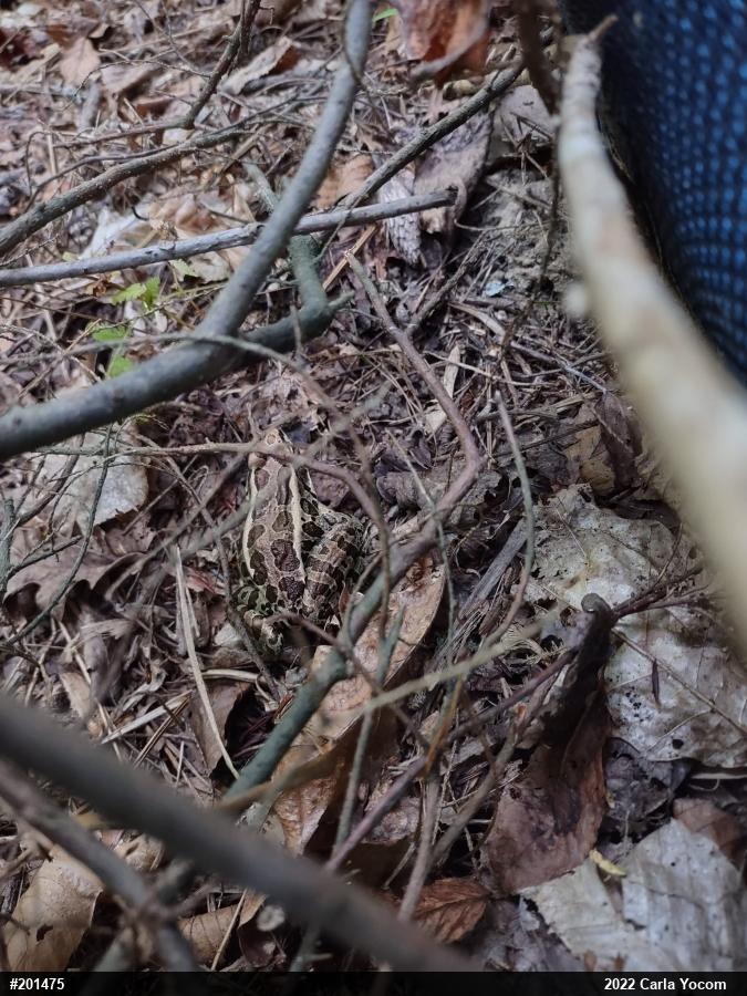 Pickerel Frog