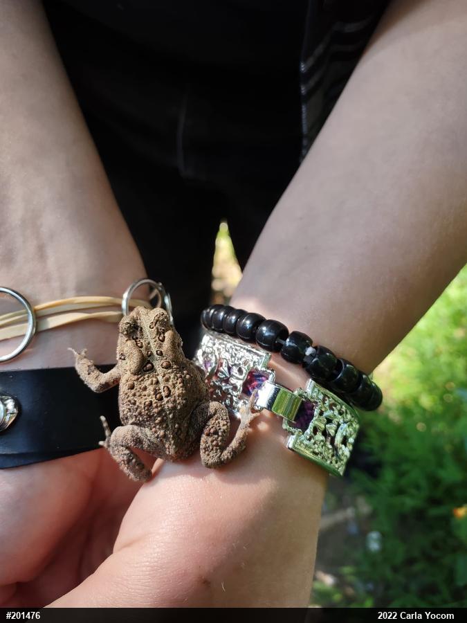 Eastern American Toad