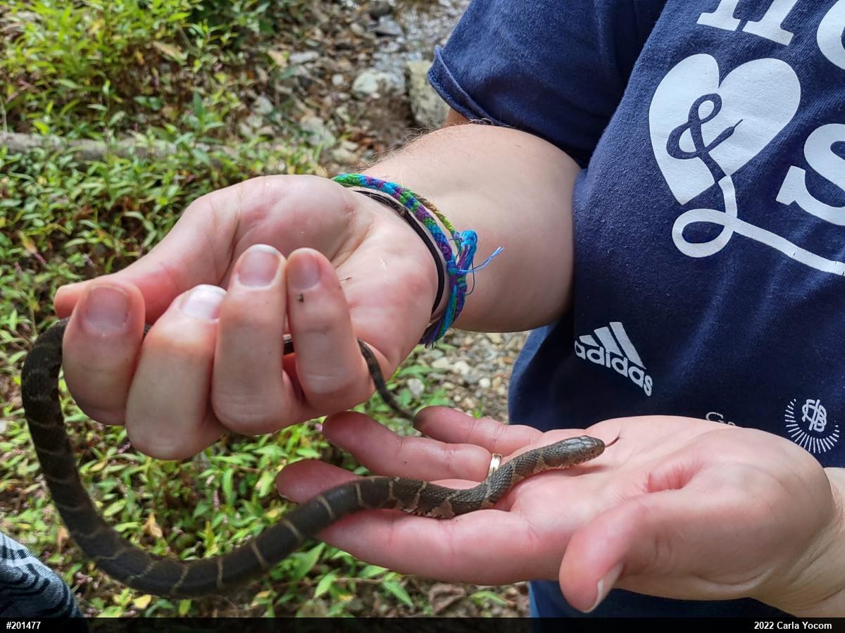 Northern Watersnake