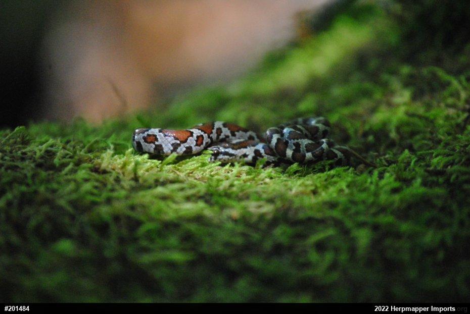 Eastern Milksnake