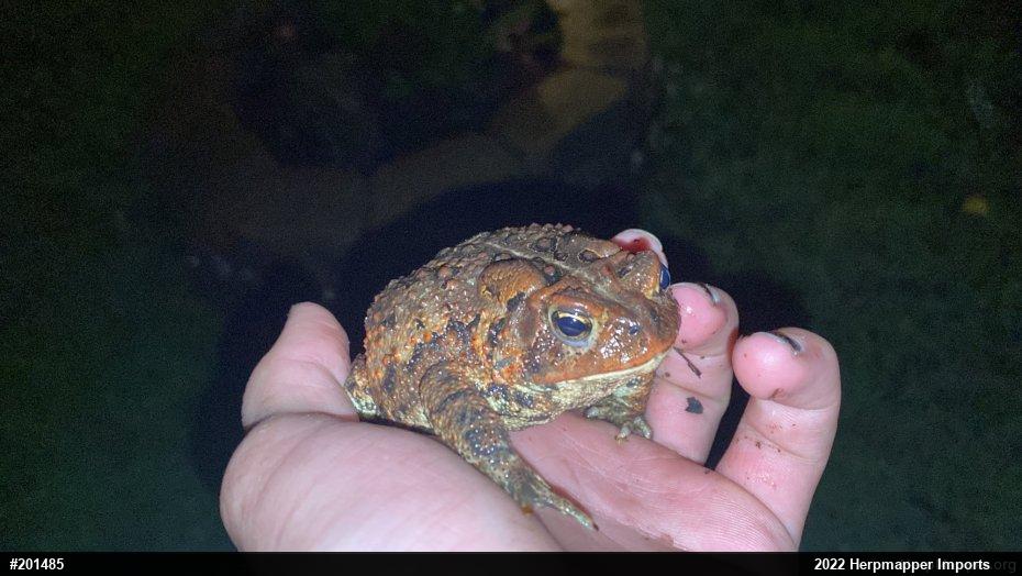 Eastern American Toad