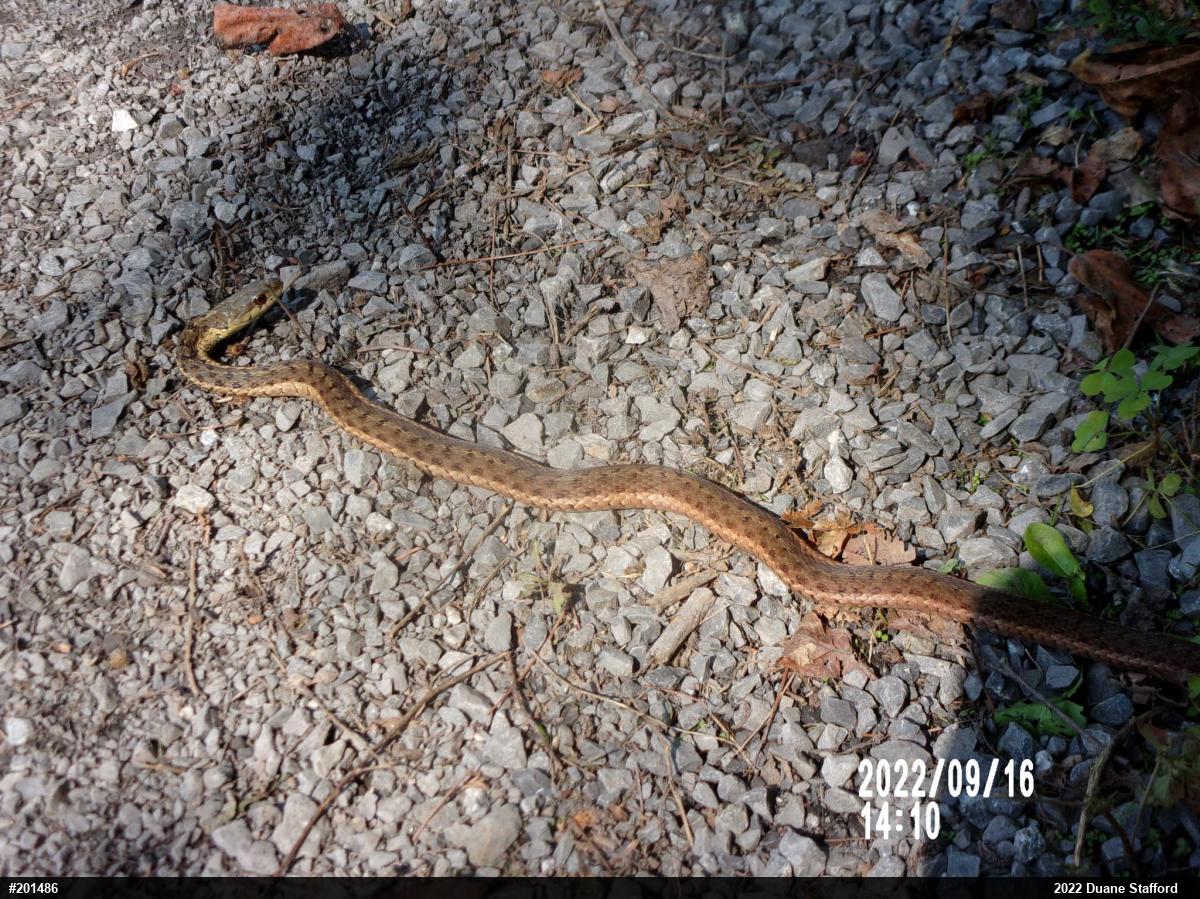 Eastern Gartersnake