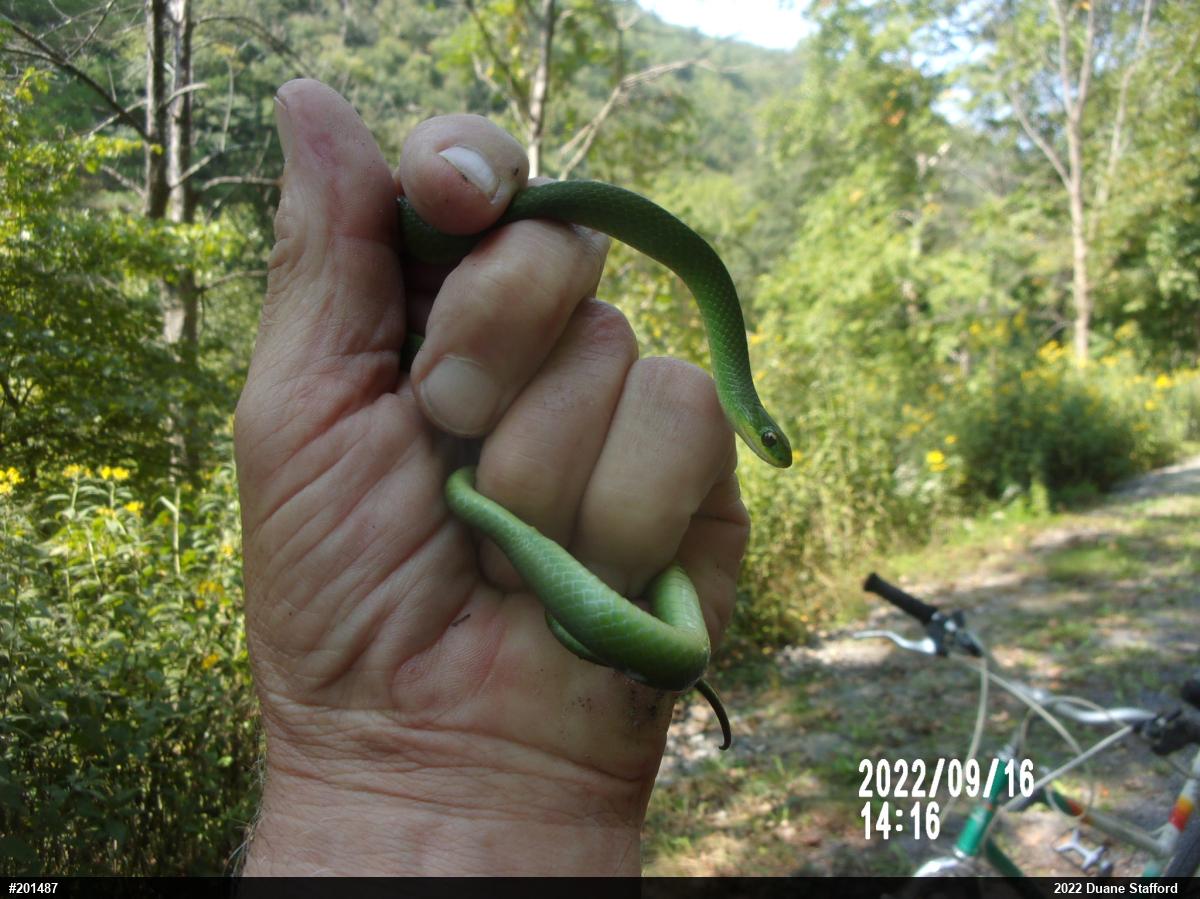 Smooth Greensnake