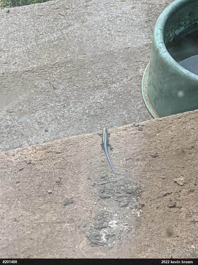 Common Five-lined Skink