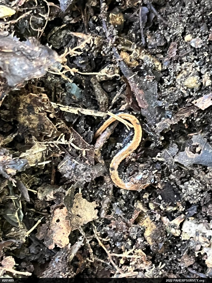 Eastern Red-backed  Salamander