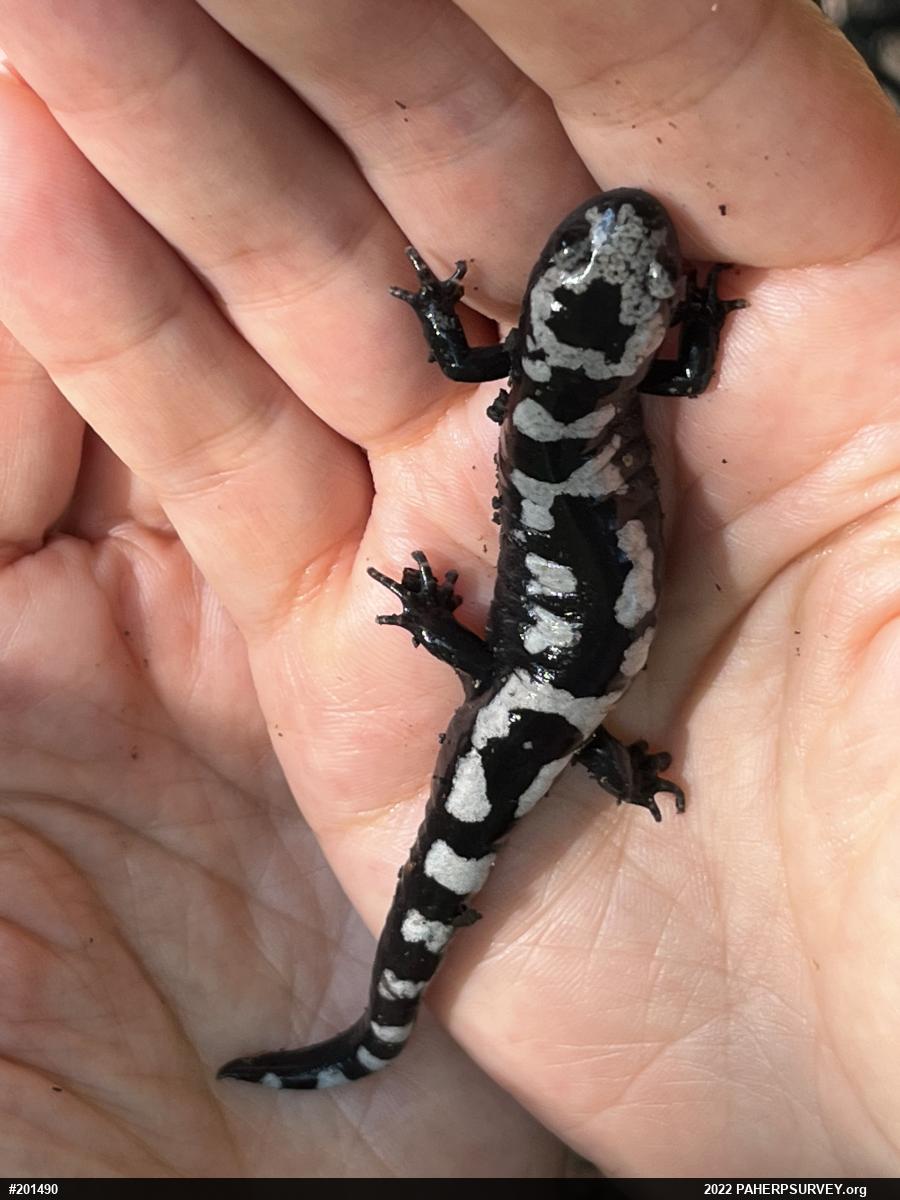 Marbled Salamander
