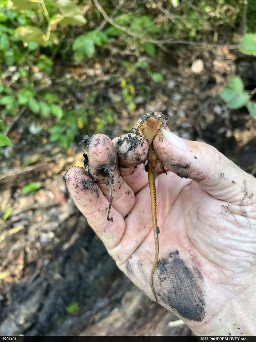 Eastern Long-tailed Salamander