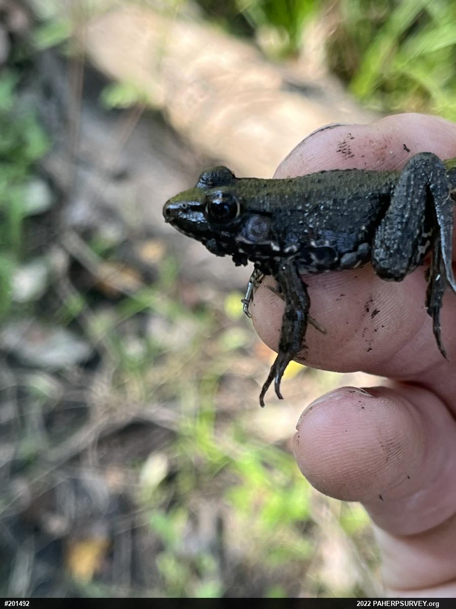 Green Frog