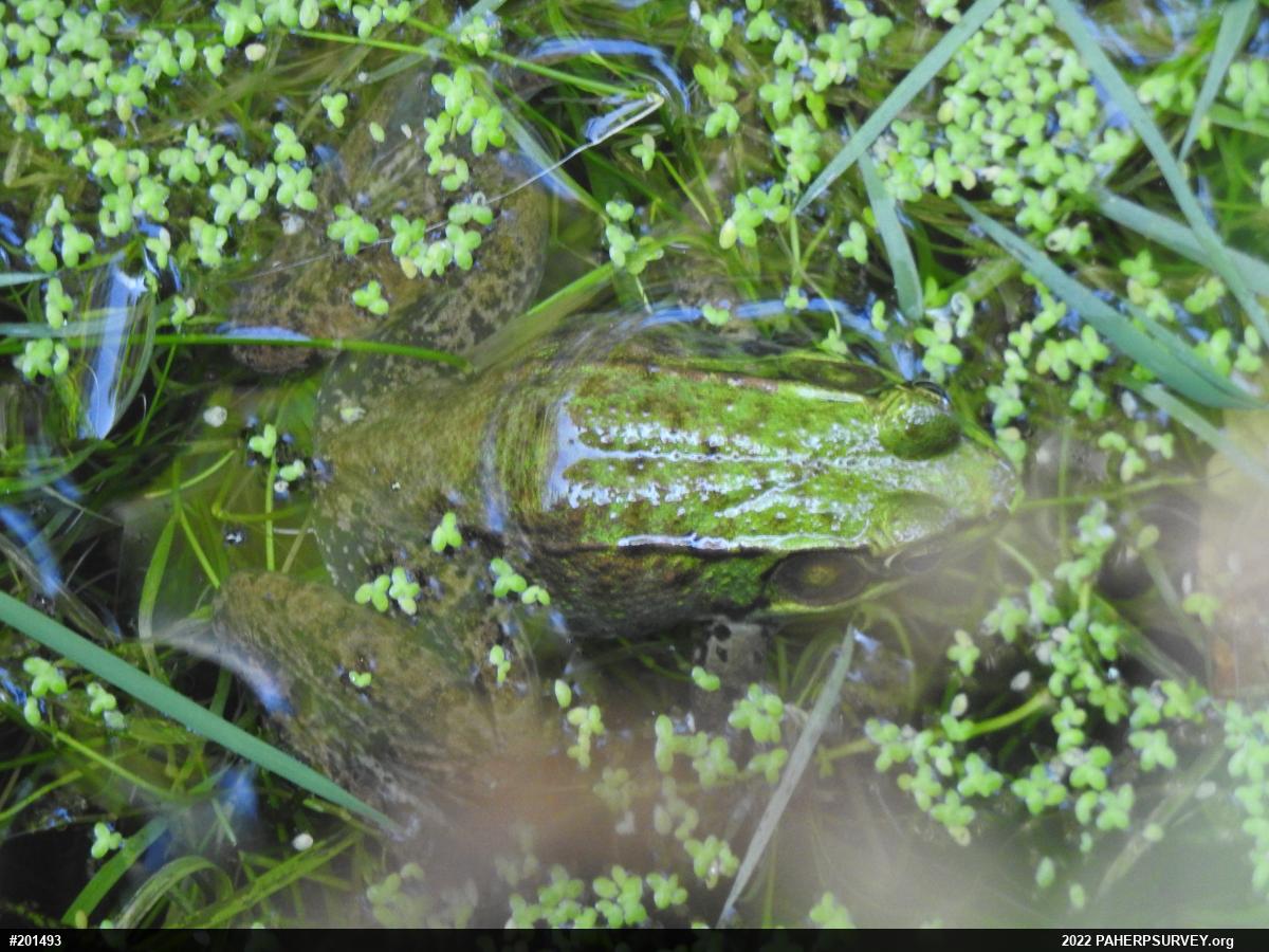 Green Frog