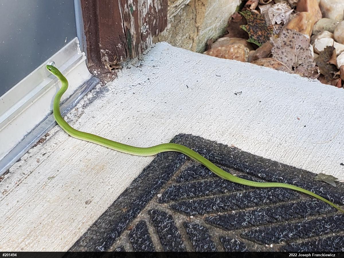 Smooth Greensnake
