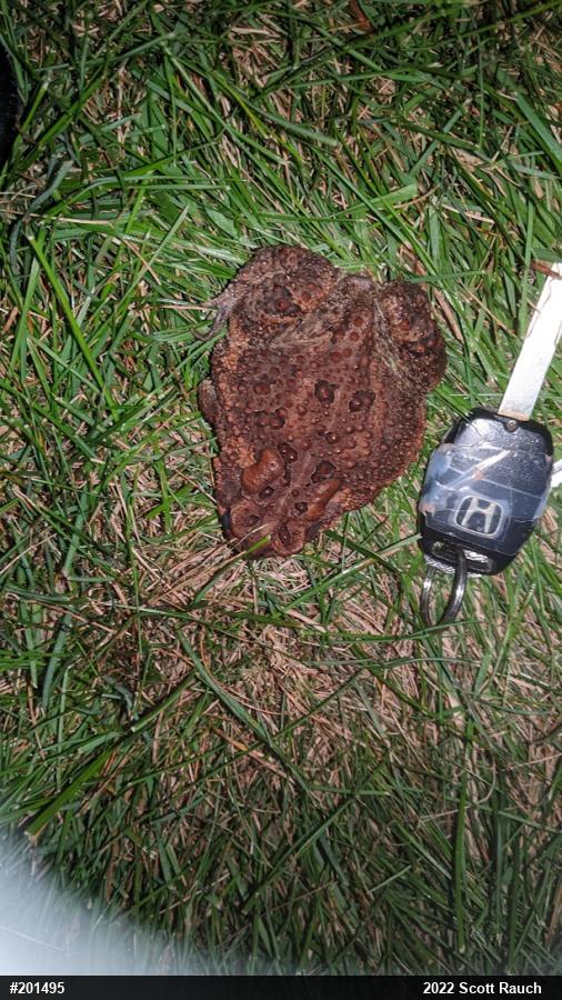 Eastern American Toad