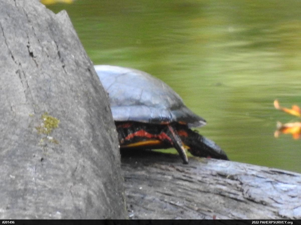 Painted Turtle
