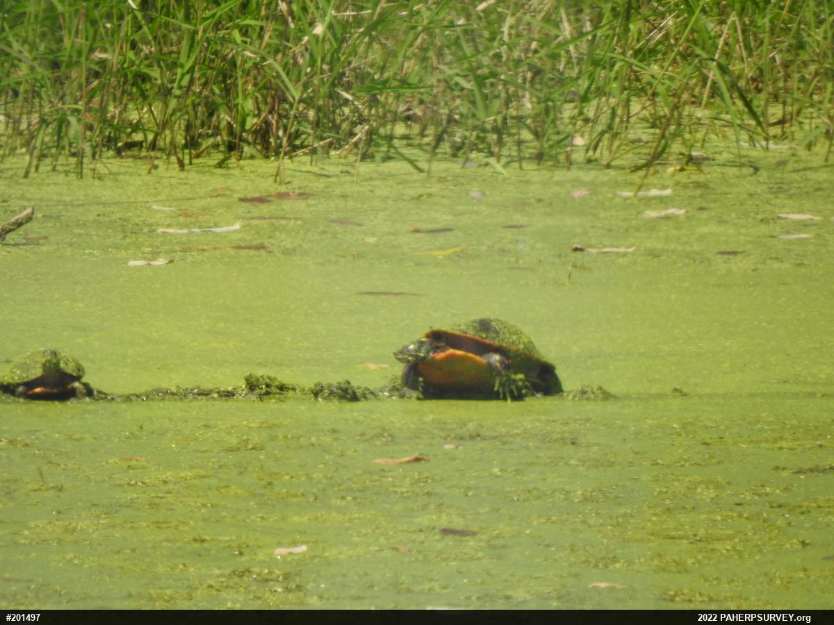 Painted Turtle