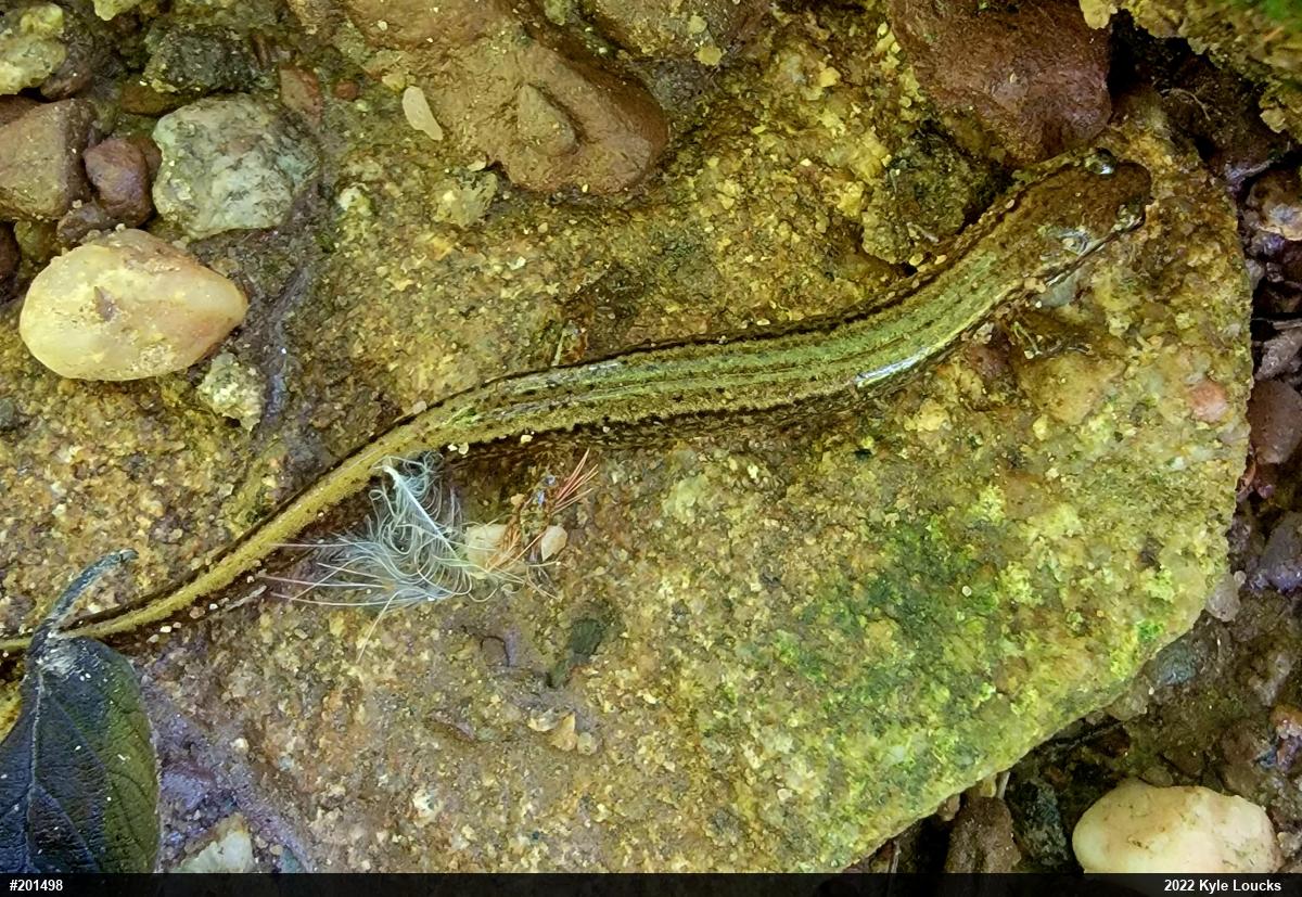 Northern Two-lined Salamander