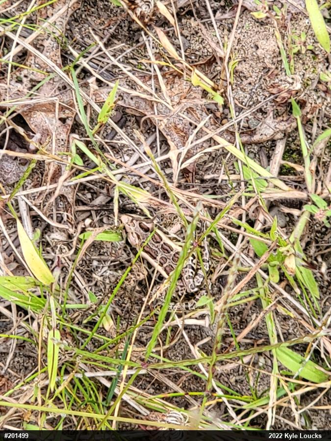 Pickerel Frog
