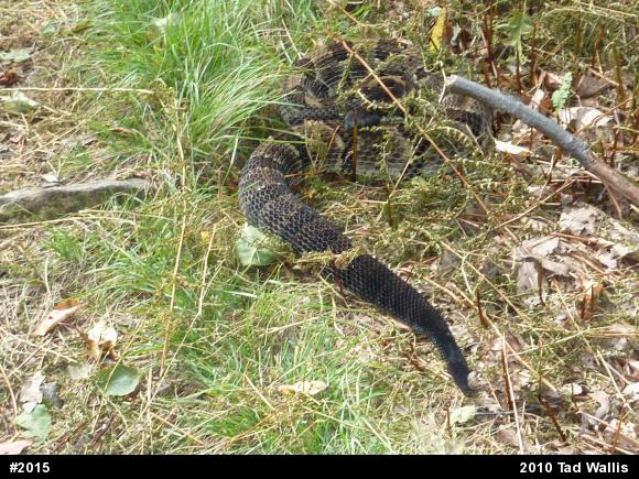 Timber Rattlesnake
