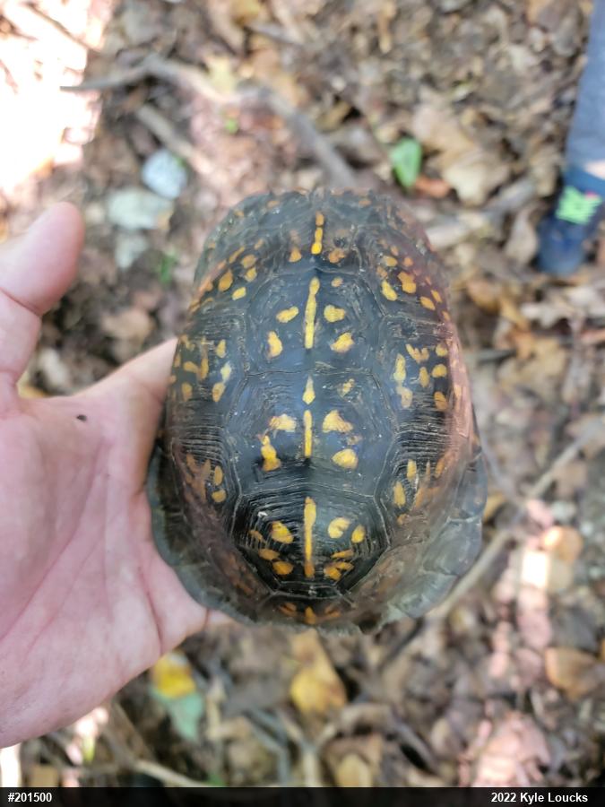 Eastern Box Turtle