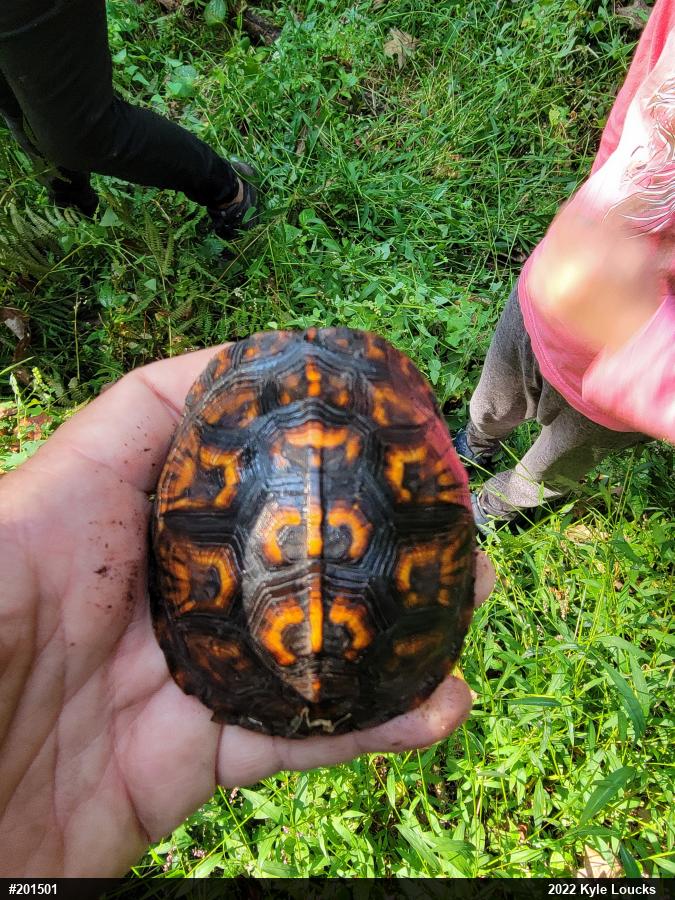 Eastern Box Turtle