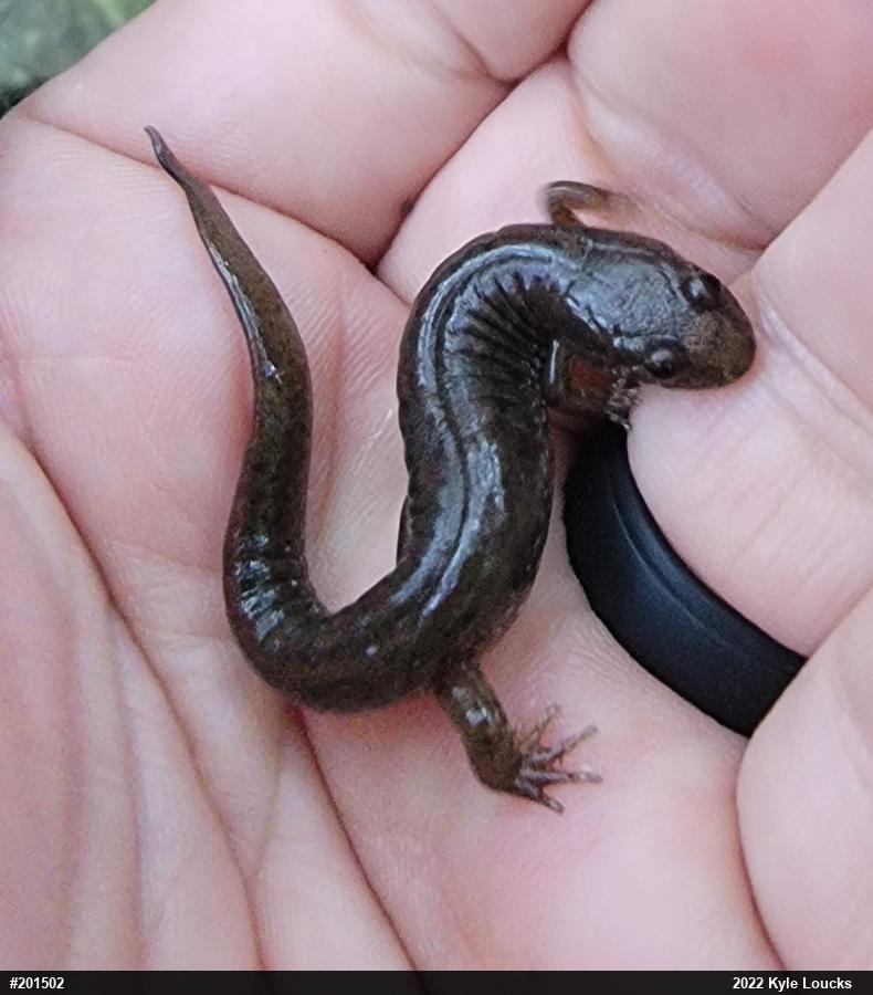 Northern Dusky Salamander