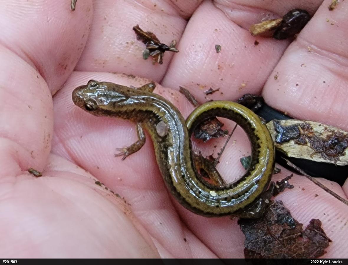 Northern Two-lined Salamander