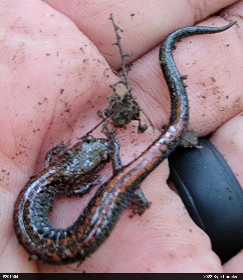 Eastern Red-backed  Salamander