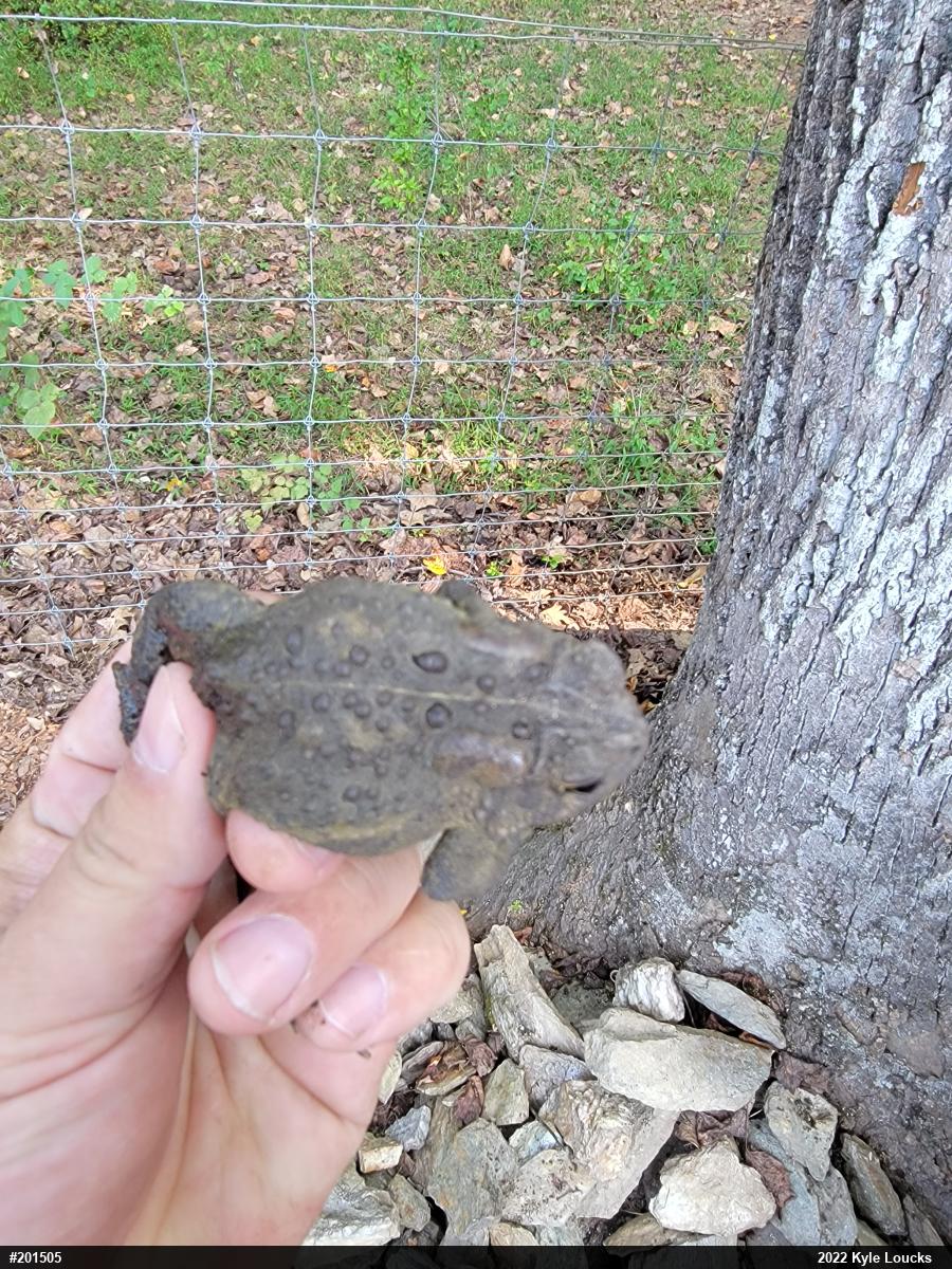 Eastern American Toad