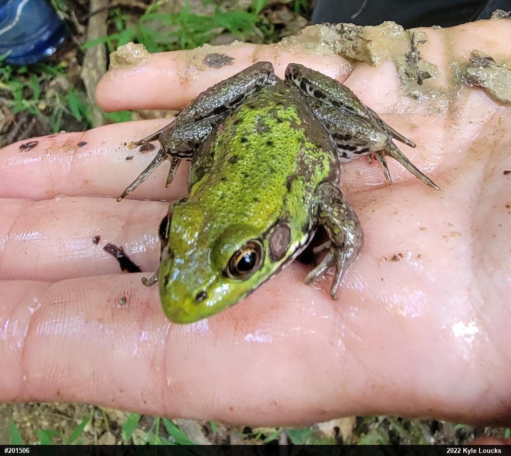 Green Frog