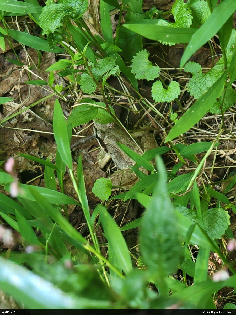 Wood Frog