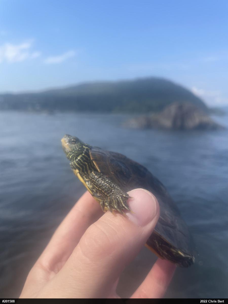 Northern Map Turtle
