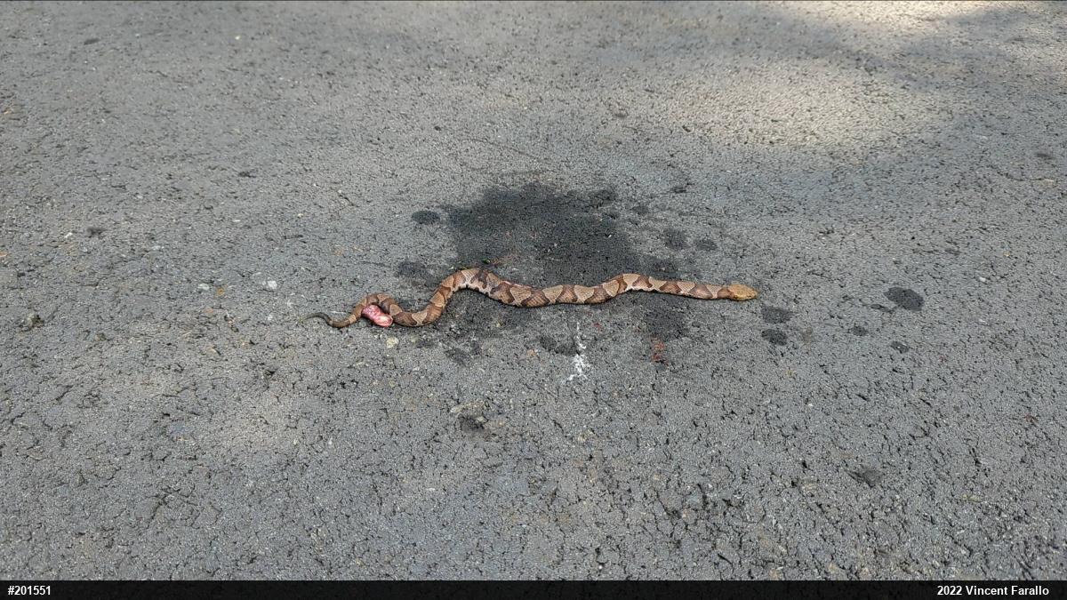 Northern Copperhead